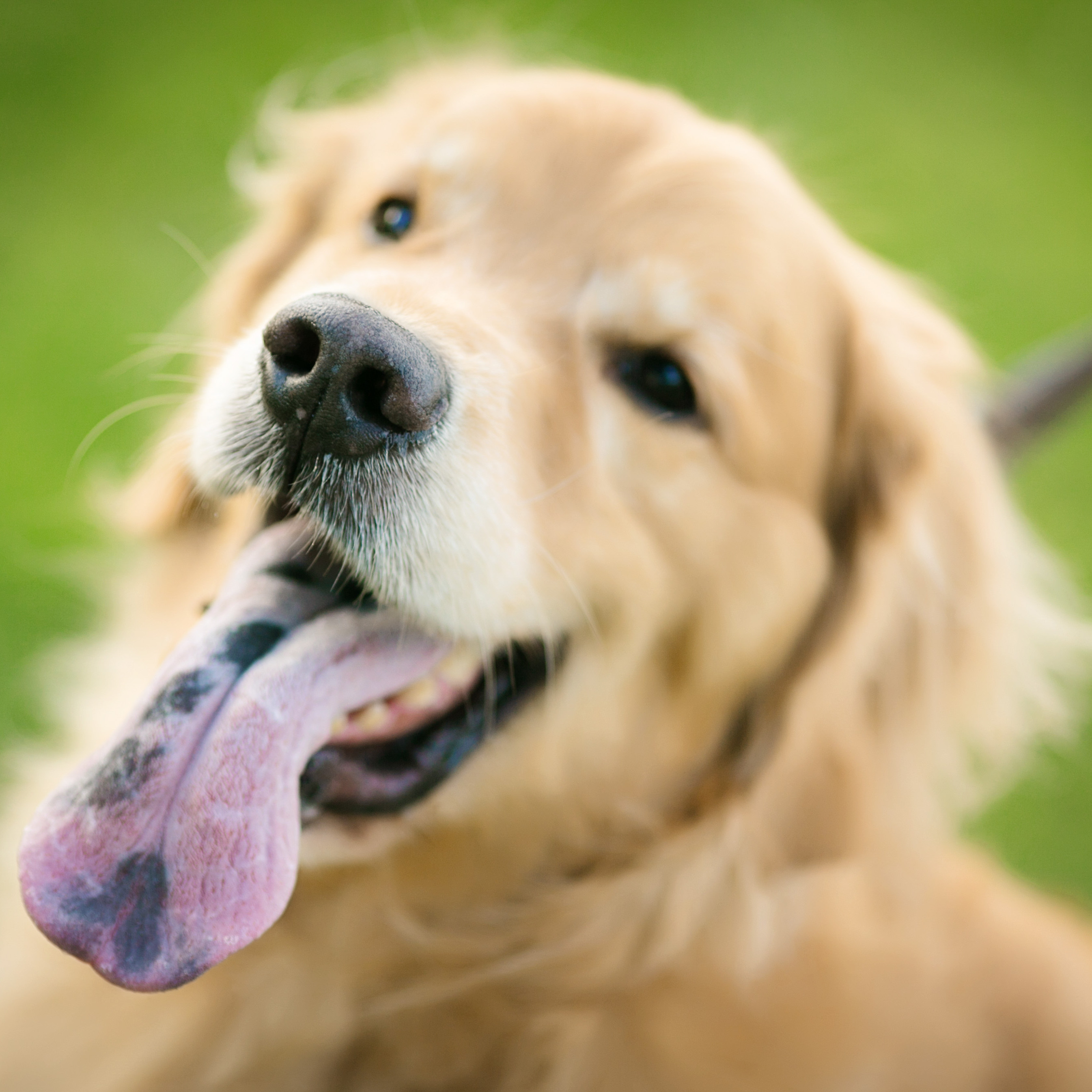 Our adorable Golden Retriever Bart– event security and comic relief.